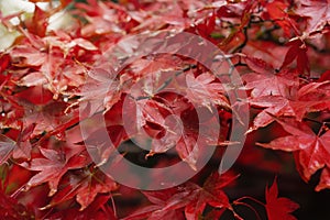 Selective focus of branches of Japaness red maple tree with rain drops in the morning, Red Autumn leaves with water drops after ra