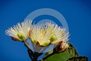 Selective focus on bright flowers of souari nut tree Caryocar brasiliense on deep blue sky.