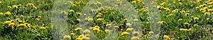 Selective focus. Bright spring dandelions blooming near the roadside. Green grass, yellow and white wildflowers. Copy space.