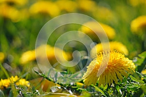 Selective focus. Bright spring dandelions blooming near the roadside. Green grass, yellow and white wildflowers. Copy space.