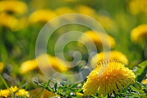 Selective focus. Bright spring dandelions blooming near the roadside. Green grass, yellow and white wildflowers. Copy space.