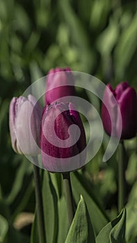 selective focus. a bright tulip