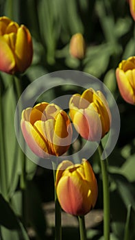 selective focus. a bright tulip