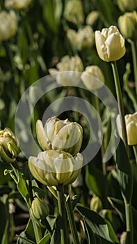 selective focus. a bright tulip