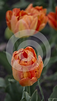 selective focus. a bright tulip