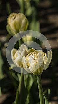 selective focus. a bright tulip