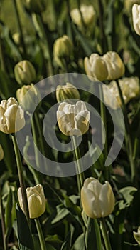 selective focus. a bright tulip