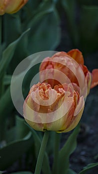 selective focus. a bright tulip