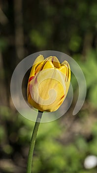 selective focus. a bright tulip