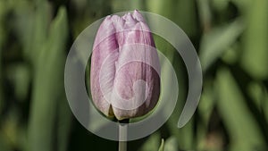 selective focus. a bright tulip