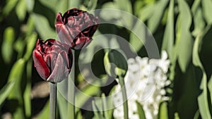 selective focus. a bright tulip