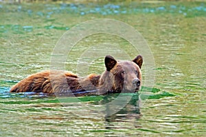 Selective focus the brown bear (Ursidae) swimming in the lake in the daytime