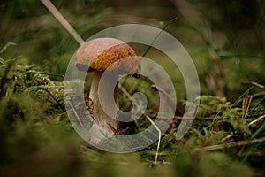 Selective focus on brown mushroom cap. Natural wild forest mushrooms.