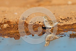 Selective focus of a brown small Greater short-toed lark bird on the muddy wet ground