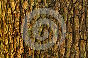 Selective focus  brown   tree bark texture background