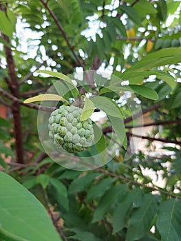 buah sarikaya or custard apple balanagar or sharifa fruit or shareefa or sugar apple or taiwan pineapple seed custard apple photo