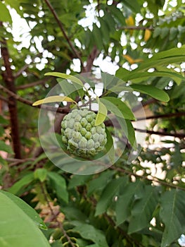 buah sarikaya or custard apple balanagar or sharifa fruit or shareefa or sugar apple or taiwan pineapple seed custard apple photo