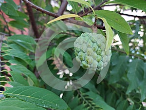 buah sarikaya or custard apple balanagar or sharifa fruit or shareefa or sugar apple or taiwan pineapple seed custard apple photo