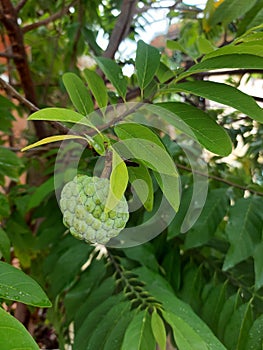 buah sarikaya or custard apple balanagar or sharifa fruit or shareefa or sugar apple or taiwan pineapple seed custard apple photo