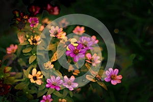 Selective focus of a bunch of colorful tickseeds with blurred background