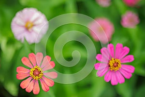 Selective focus on a bunch of Zinnia flowers, shallow depth of field