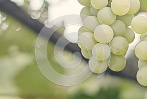 Selective focus on bunches of ripe white wine grapes on vine. Close-up image of fresh grapes hanging on vine ready to harvest.