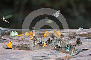 Selective focus Butterflies on the ground and flying in nature background