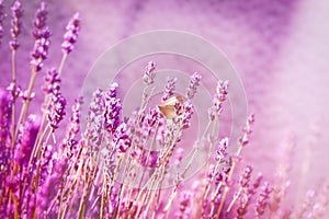 Selective focus on butterfly on lavender
