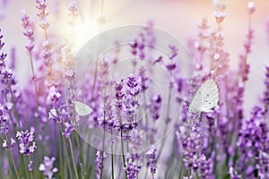 Selective focus on butterfly on lavender, lavander garden lit by sunlight - sun rays