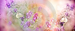 Selective focus on butterfly on lavender lit by sunlight