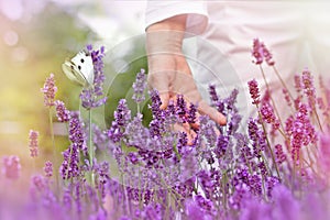 Selective focus on butterfly, white butterfly and woman`s hand on lavender flower