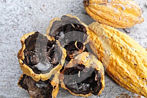 Selective focus of cacao fruit with black, rotten and moldy beans. Cacao farming pest and disease.