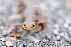 Selective focus of California Newt approaching