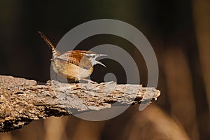 Selective focus of a Carolina wren, Thryothorus ludovicianus perched on a branch