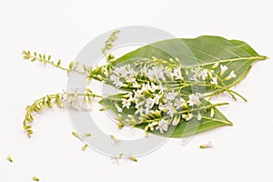 Selective focus Chinese Rose flower or Citharexylum Spinosum flowers on isolate white background.Common names include Florida fidd