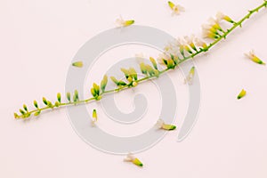 Selective focus Chinese Rose flower or Citharexylum Spinosum flowers on isolate white background.Common names include Florida fidd