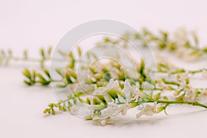 Selective focus Chinese Rose flower or Citharexylum Spinosum flowers on isolate white background.Common names include Florida fidd