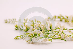 Selective focus Chinese Rose flower or Citharexylum Spinosum flowers on isolate white background.Common names include Florida fidd