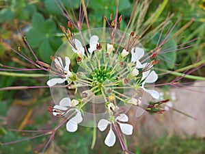 Selective Focus of Cleome Gynandra Plant or Shona Cabbage photo