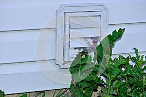 Clogged Dryer Vent blocked by weeds photo