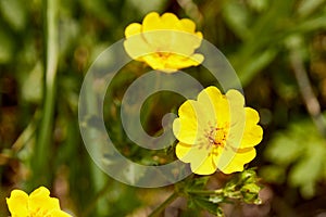 selective focus close-up of bulbous buttercup flower