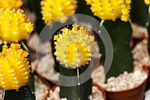 Selective focus close-up Cactus yellow and green color in pots a