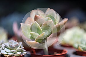 Selective focus close up Echeveria elegans succulent plant on pot.Common name Mexican snow ball, Mexican gem.