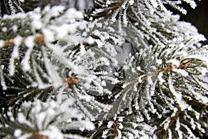 selective focus close up of fir branches covered with hoarfrost