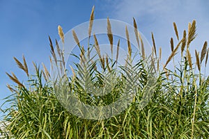 Selective focus close-up of fluffy dry reeds Phragmites australis on blue sky background.