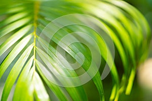 Selective focus and close up of fresh green beautiful bamboo palm leaf in sunlight and shadow