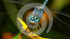 Macro image of blue dragonfly eyes