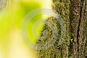 Selective focus close-up moss growing on tree in forest