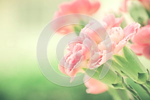 Selective focus of close up sweet pink carnation flowers