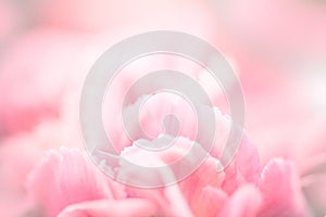 selective focus of close up sweet pink carnation flowers